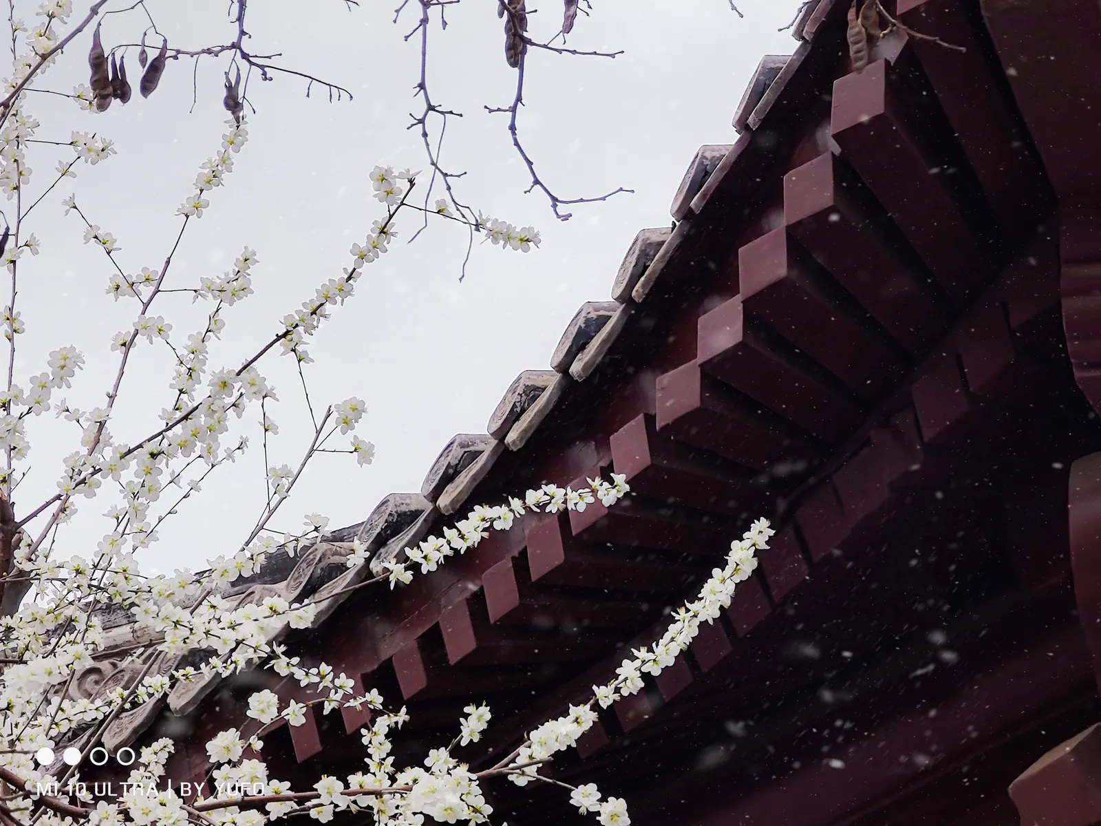 【2021-3-8】春景随拍Part1 图 6
