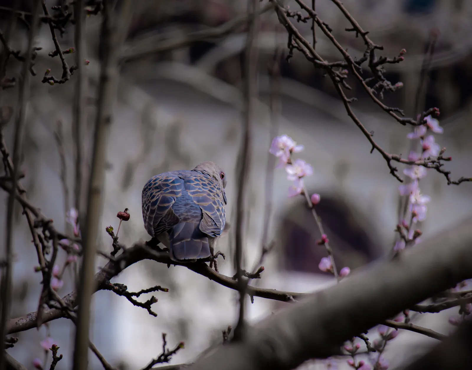 【2021-3-25】M200春景随拍Part1 图 10