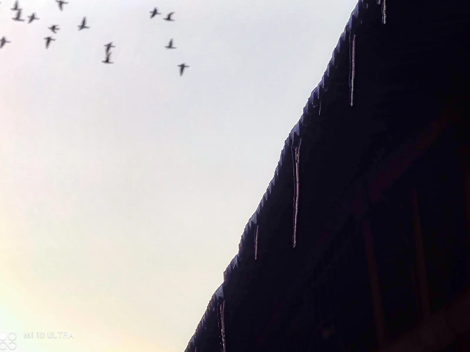 【2021-3-8】春景随拍Part2 图 10