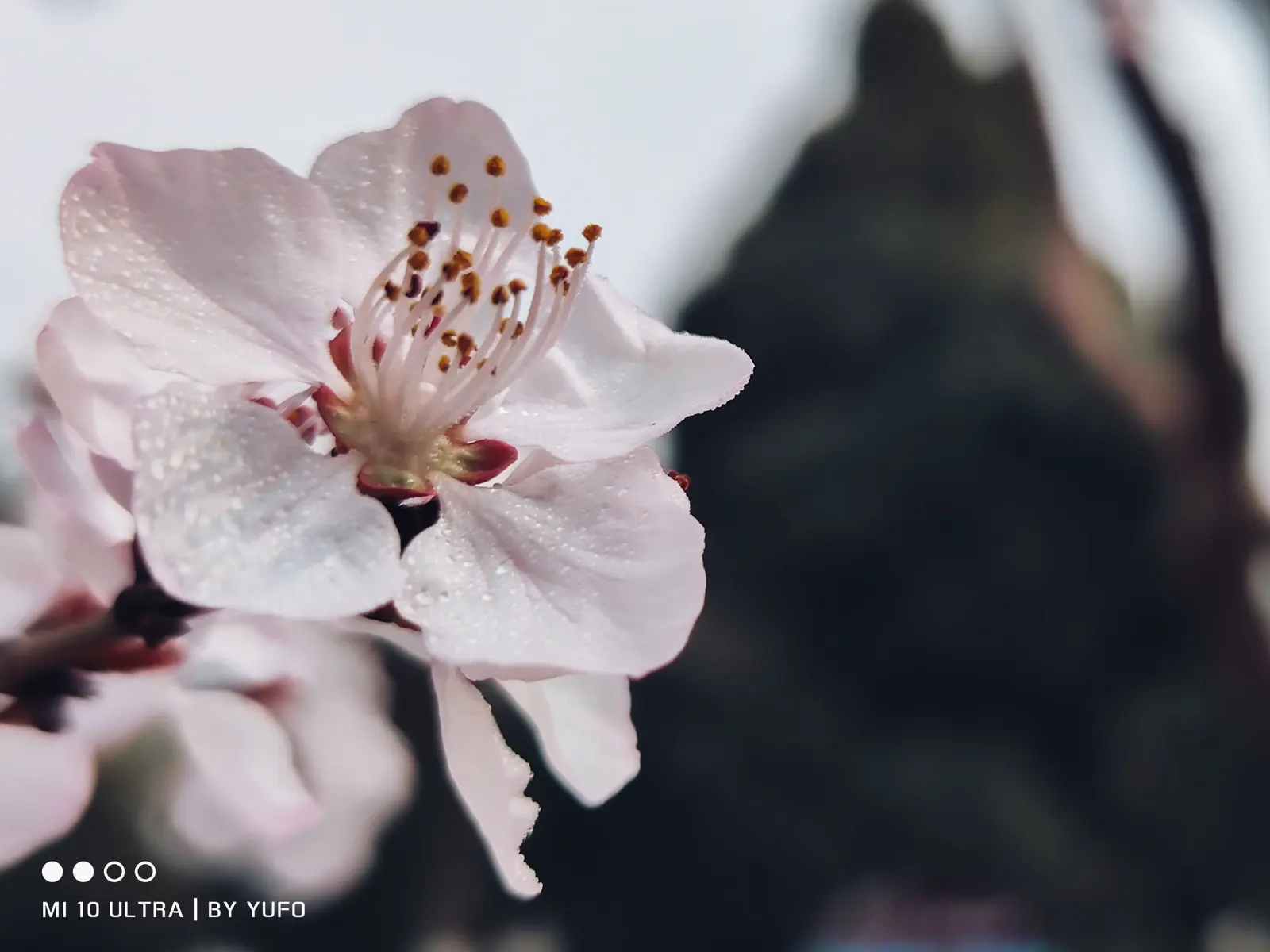 【2021-3-8】春景随拍Part2 图 4